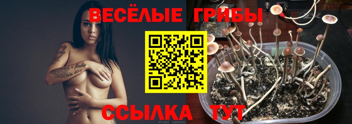 Краснотурьинск  Псилоцибиновые грибы прущие грибы  Вход с VPN 